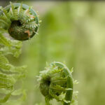 How to Grow Fiddlehead Ferns