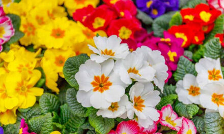 How to Grow Primroses in the Spring: A Comprehensive Guide to Growing Primroses