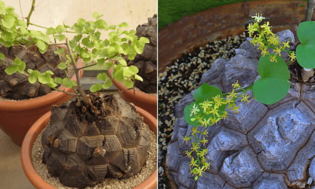 How to Care for Tortoise Plants