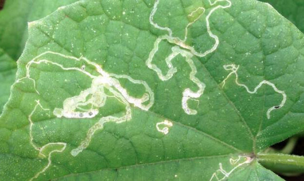 How to Identify and Get Rid of Leaf Miners