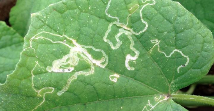 How to Identify and Get Rid of Leaf Miners