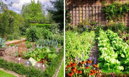 What is Edible Landscaping and How to Start Your Own Edible Garden