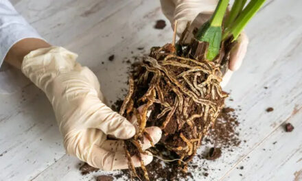 What is Root Rot and How to Treat It
