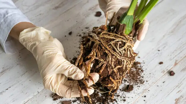 What is Root Rot and How to Treat It