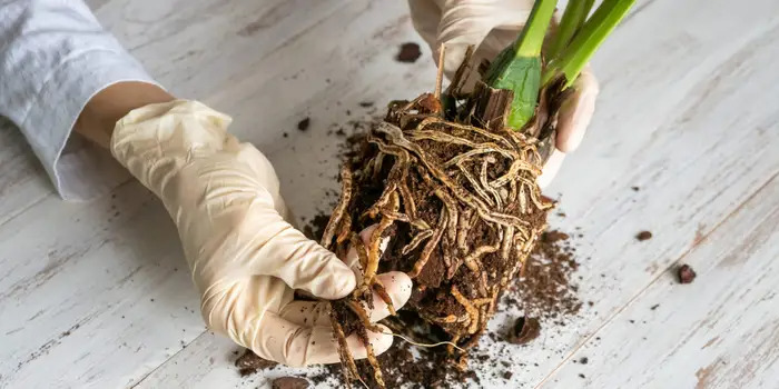 What is Root Rot and How to Treat It