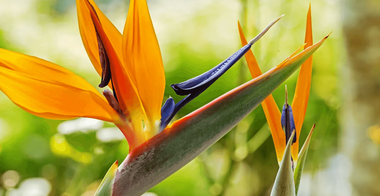 Bird of Paradise Flowers: An Exotic Beauty