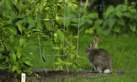 Protecting Your Harvest: How to Keep Rabbits and Squirrels Out of Your Garden