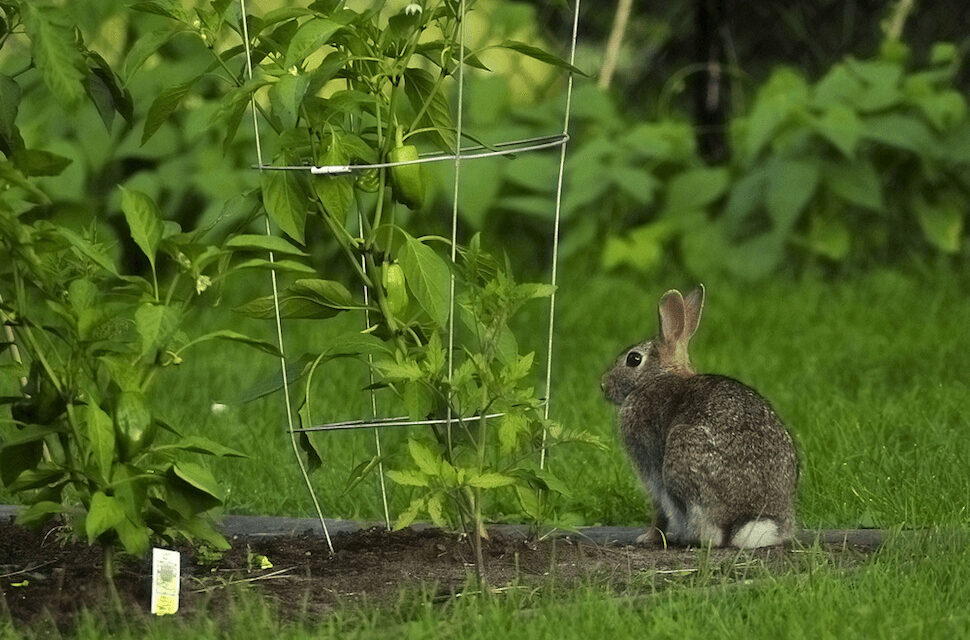 Protecting Your Harvest: How to Keep Rabbits and Squirrels Out of Your Garden
