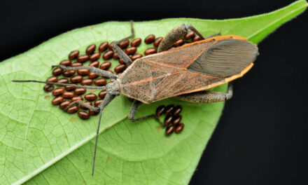 How to Get Rid of Squash Bugs in The Garden