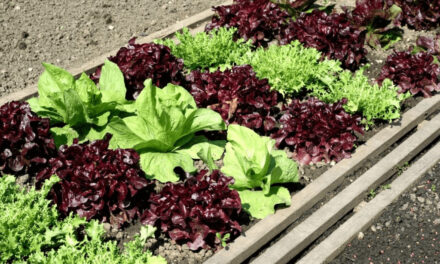 How to Grow a Salad Garden: From Arugula to Spinach