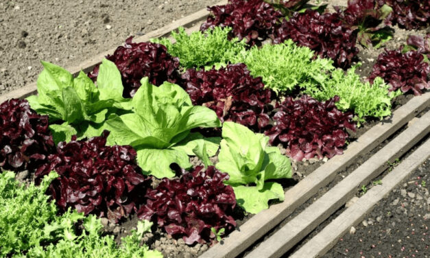 Growing Your Own Salad: Tips for a Bountiful Vegetable Garden