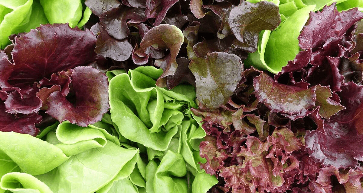 Growing Mesclun: A Comprehensive Guide