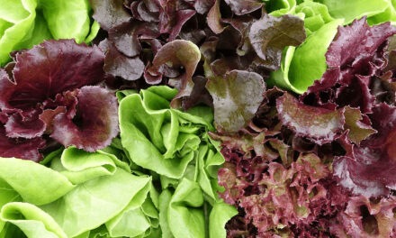 Growing Mesclun: A Comprehensive Guide