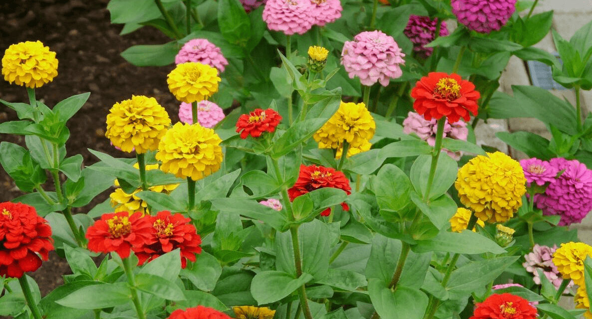 How to Grow Zinnia Flowers