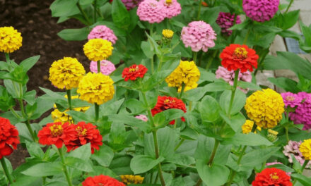 How to Grow Zinnia Flowers