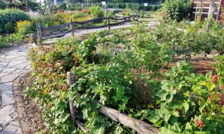 How to Start Your Own Berry Patch