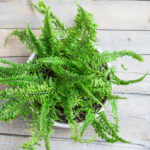 The Ultimate Guide to Growing and Caring for Boston Ferns