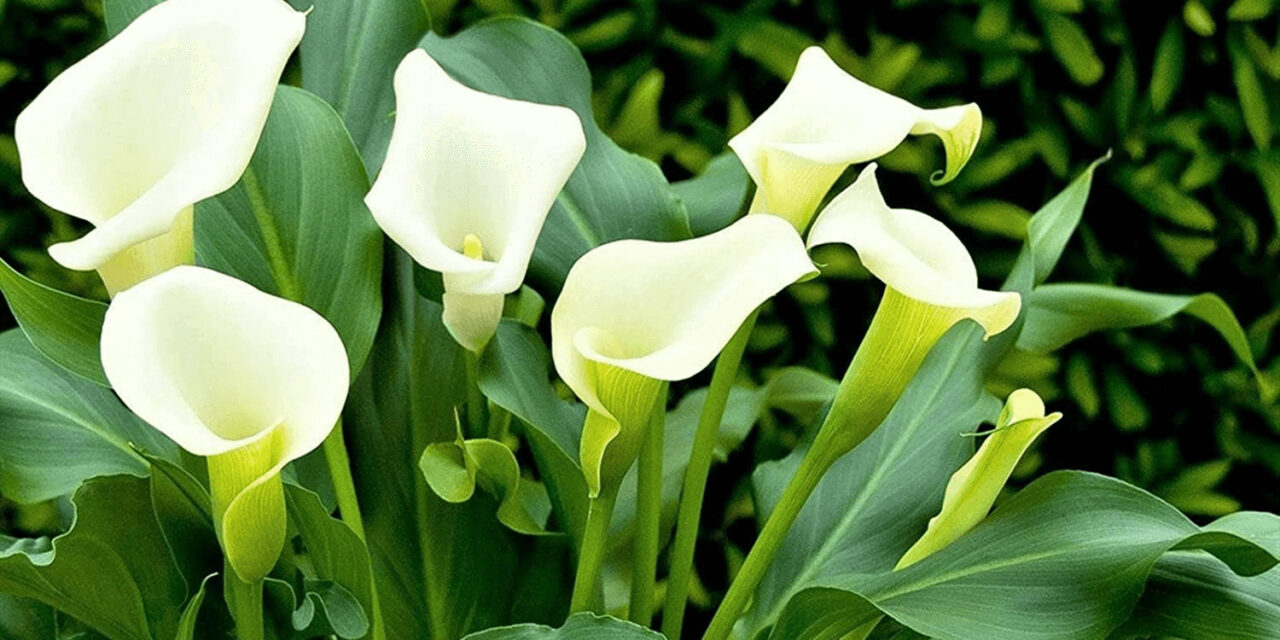 The Ultimate Guide: Caring for Calla Lilies – Tips and Tricks