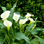 The Ultimate Guide: Caring for Calla Lilies – Tips and Tricks