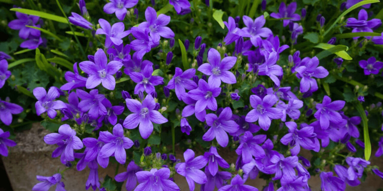From Bells to Blooms: Mastering the Art of Growing Campanula Bellflowers
