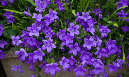 From Bells to Blooms: Mastering the Art of Growing Campanula Bellflowers