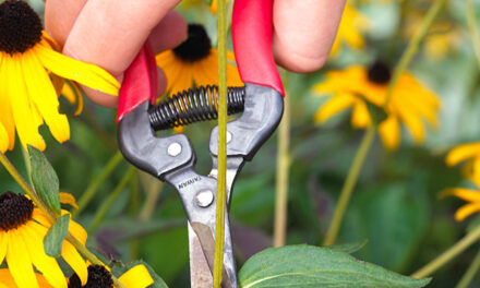 How to Deadhead Black Eyed Susans