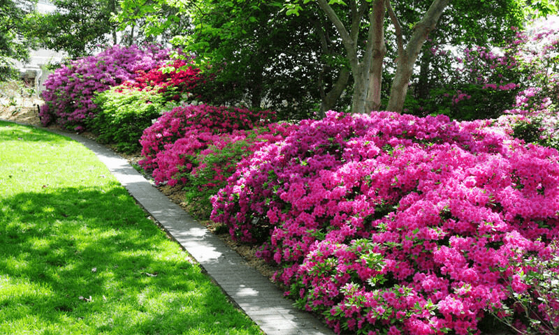 Bringing Your Garden to Life with Azaleas: Expert Advice for Growing and Thriving