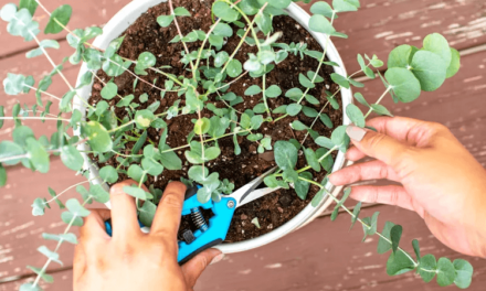 How to Grow Eucalyptus Trees