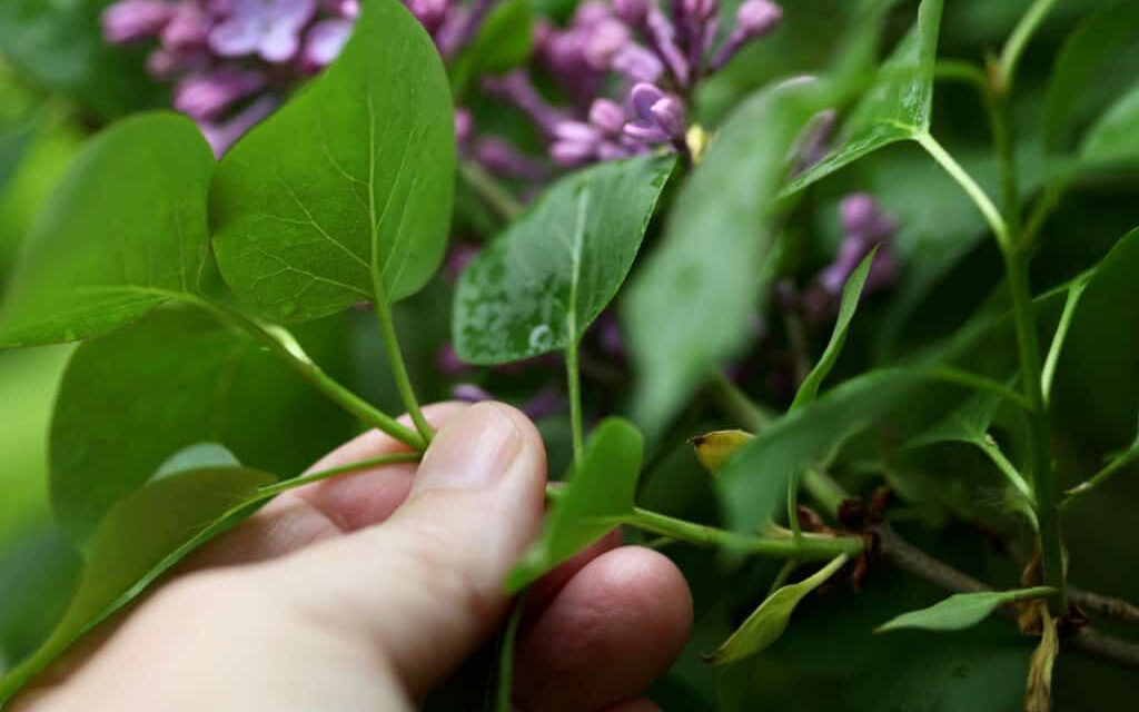 A Comprehensive Guide on Growing Lilacs from Cuttings