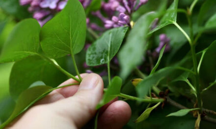 A Comprehensive Guide on Growing Lilacs from Cuttings