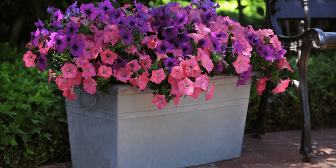 How to Grow Petunias