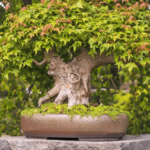 The Art and Science of Caring for a Japanese Maple Bonsai Tree