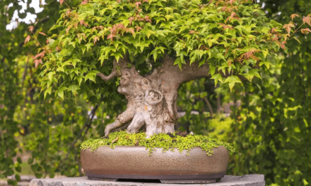 The Art and Science of Caring for a Japanese Maple Bonsai Tree