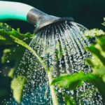 Watering Plants: Unveiling the Secrets of Perfect Timing