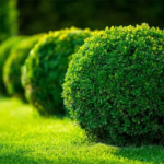 The Ultimate Guide to Caring for Shrubs: A Flourishing Garden Awaits