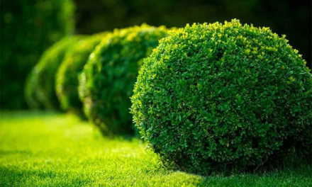 The Ultimate Guide to Caring for Shrubs: A Flourishing Garden Awaits