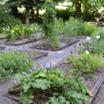 The Healing Power of Herbaceous Plants: Medicinal Herb Garden Guide