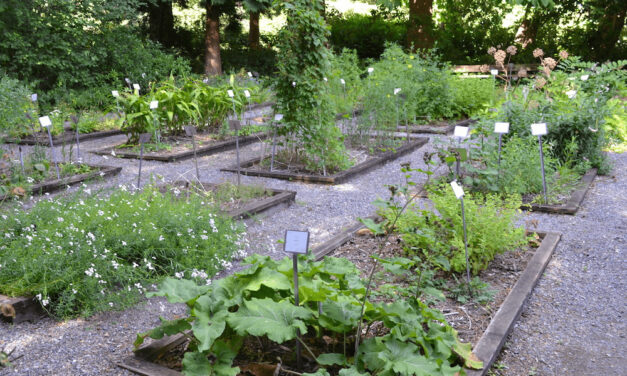 The Healing Power of Herbaceous Plants: Medicinal Herb Garden Guide