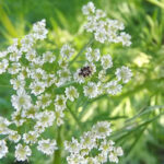 The Ultimate Guide to Growing Cumin at Home