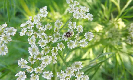 The Ultimate Guide to Growing Cumin at Home