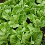 How to Grow Little Gem Lettuce: A Guide to Cultivating Miniature Greens