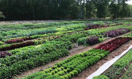 Succession Planting: Ensuring a Continuous Harvest