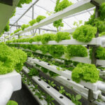 The Basics of Aquaponics: Merging Fish Farming with Plant Growing