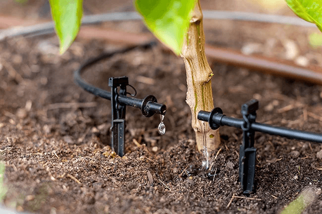 Drip Irrigation for Beginners: Efficient Watering for Your Plants