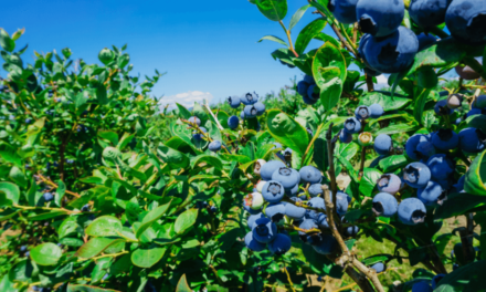 How to Plant Blueberries