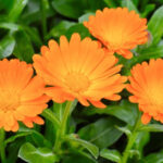 How to Grow Calendula Flowers: A Comprehensive Guide