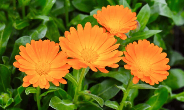 How to Grow Calendula Flowers: A Comprehensive Guide