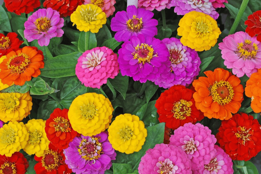 How to Grow Zinnias: A Blooming Marvel for Every Garden