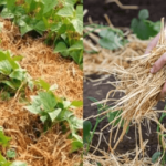 The Benefits of Mulching: Best Materials and Methods