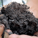 Using Biochar in Gardens: Pros, Cons, and How-To